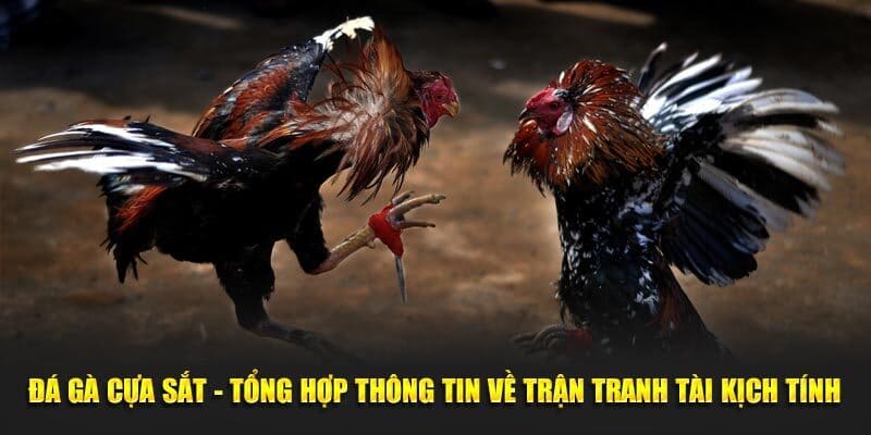 Giới thiệu tổng quan về đá gà cựa sắt